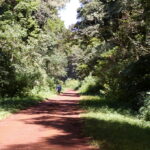 4 REASONS Why the Kakamega Forest Matters to the World