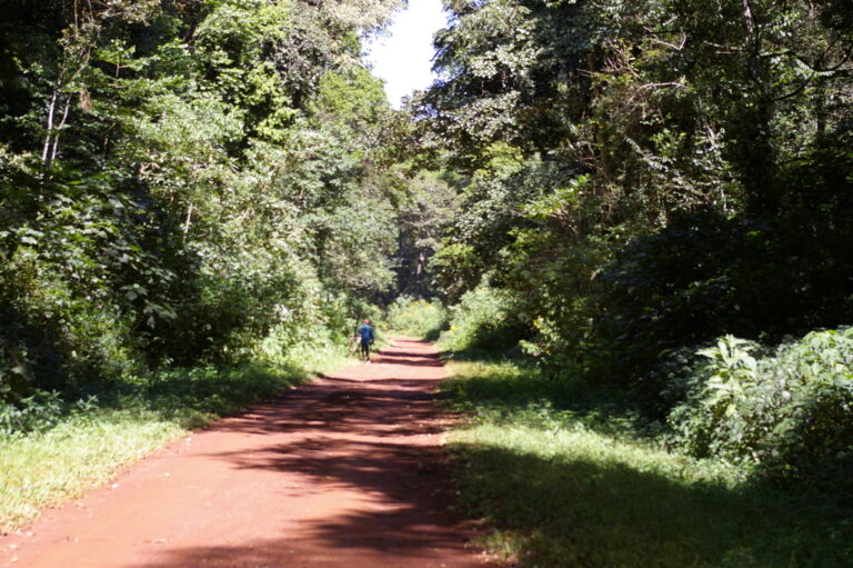 4 REASONS Why the Kakamega Forest Matters to the World