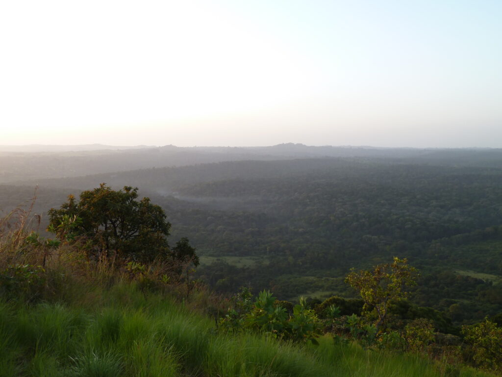 A panoramic view of the Kakamega Forest from Liranda Hill